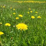 Sciroppo ai fiori di tarassaco