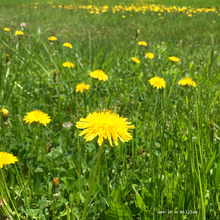 fiori tarassaco, sciroppo, tosse, gola, naturale